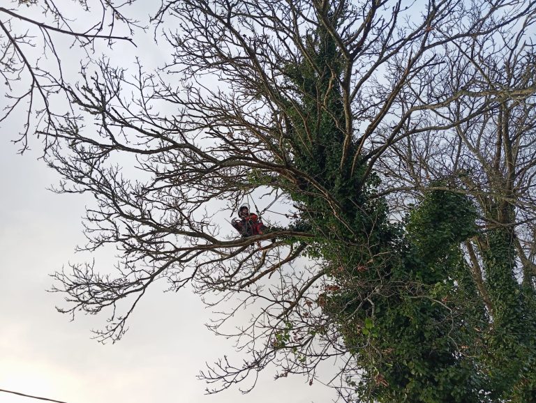 Tristan Flaven - Le Chat Perché élagage d'un arbre à La Roche sur Foron dans la Vallée de l'Arve en Haute-Savoie (74)